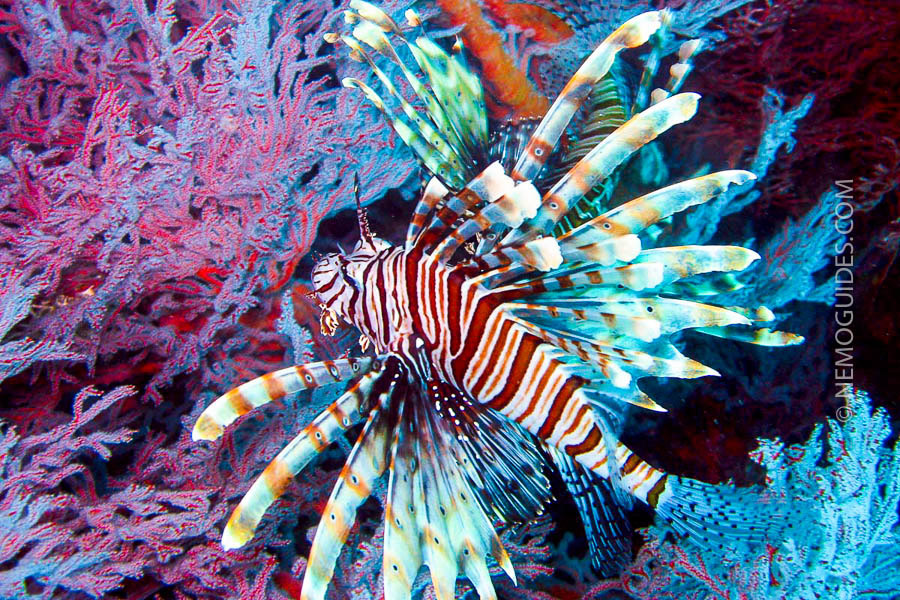 Learning to Dive in Thailand diving-phi-phi