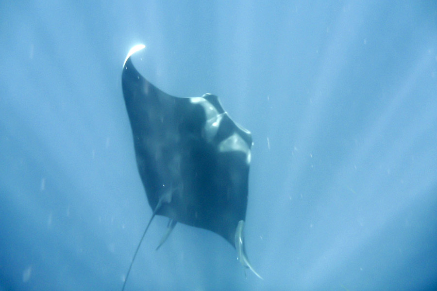 Phuket’s Top 5 Dive Sites – Where to See the Mantas manta-ray-thailand