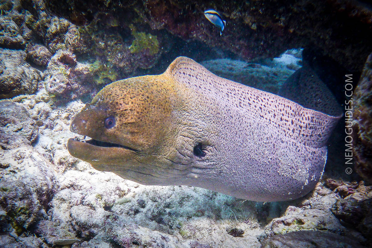 Ko Talu’s Private Diving Paradise ko-talu-moray-eel