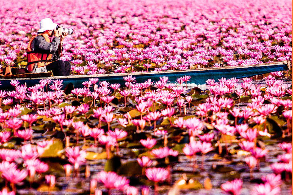 Isaan, Thailand’s wild, wild North-East red-lotus-sea-udon-thani